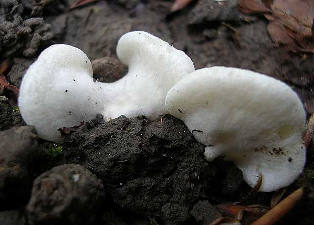 2005 :  Un anno di funghi